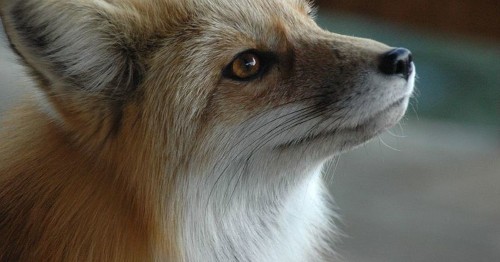 Can I Have A Pet Fox?