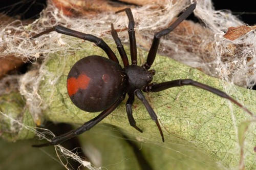 How Male Widow Spiders Avoid Sex Cannibalism