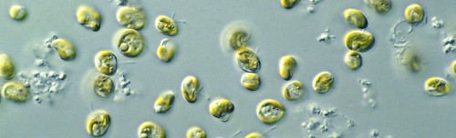 Genetically modified algae could soon show up in food, fuel, and pharmaceuticals