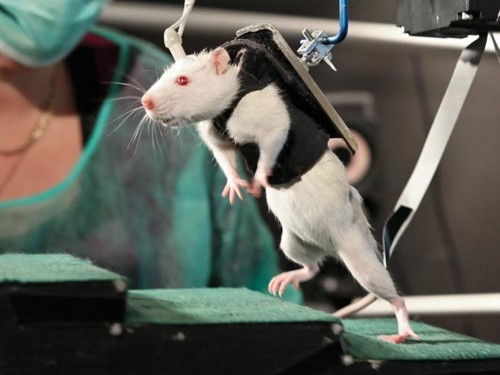 Paralyzed Rats Walk Again, Now Farther Than Ever