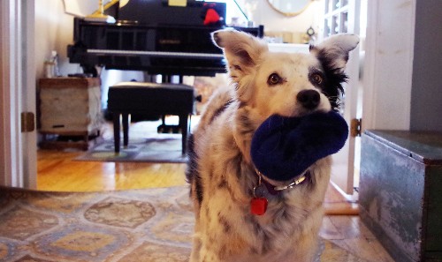 I Met The World's Smartest Dog