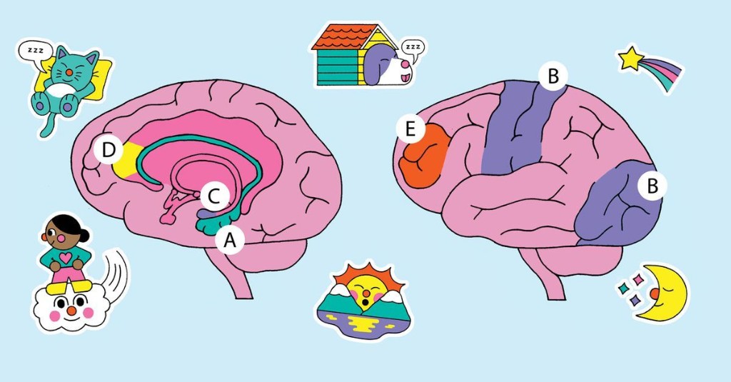 How your brain conjures dreams