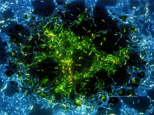 Enhancing Corporeal Security By Listening In On Bacterial "Chatter"