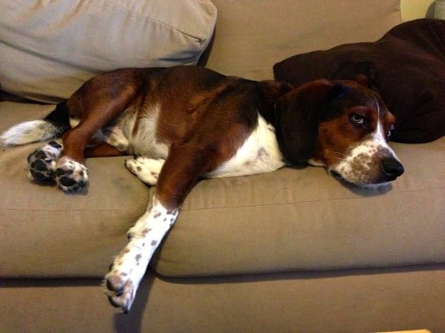 Dirty Dog: Do Pets Track Bacteria In Your Home?