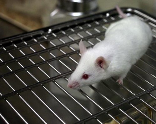 Rejuvenating Effect Found In Blood Of Young Mice