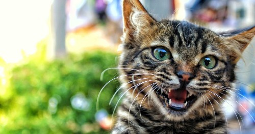 You really shouldn’t declaw your cat. Do this instead. | Popular Science