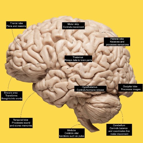 The Neuroscientist Who Wants To Upload Humanity To A Computer