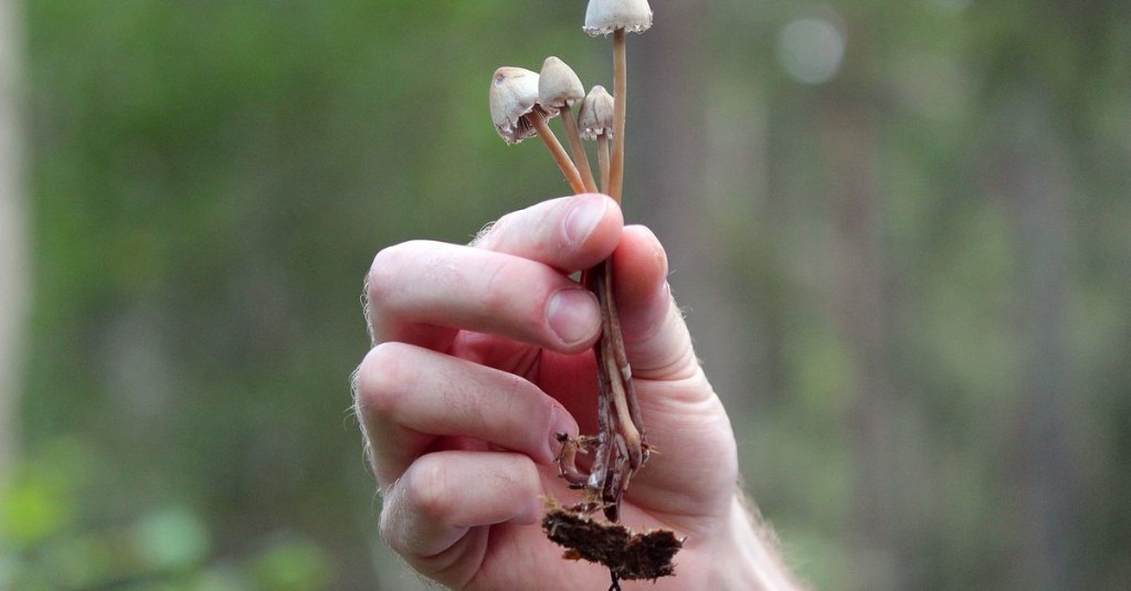 Oregon just voted to legalize magic mushrooms. Here’s what that actually means.