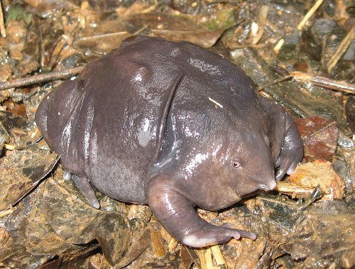 A Campaign To Save The World's Ugliest Endangered Animals