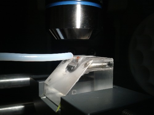 After Genetic Tweaks, Fruit Flies Glow When They Sense Cancer
