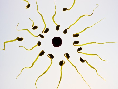 A Chinese folk contraceptive could give rise to unisex 'molecular condoms'