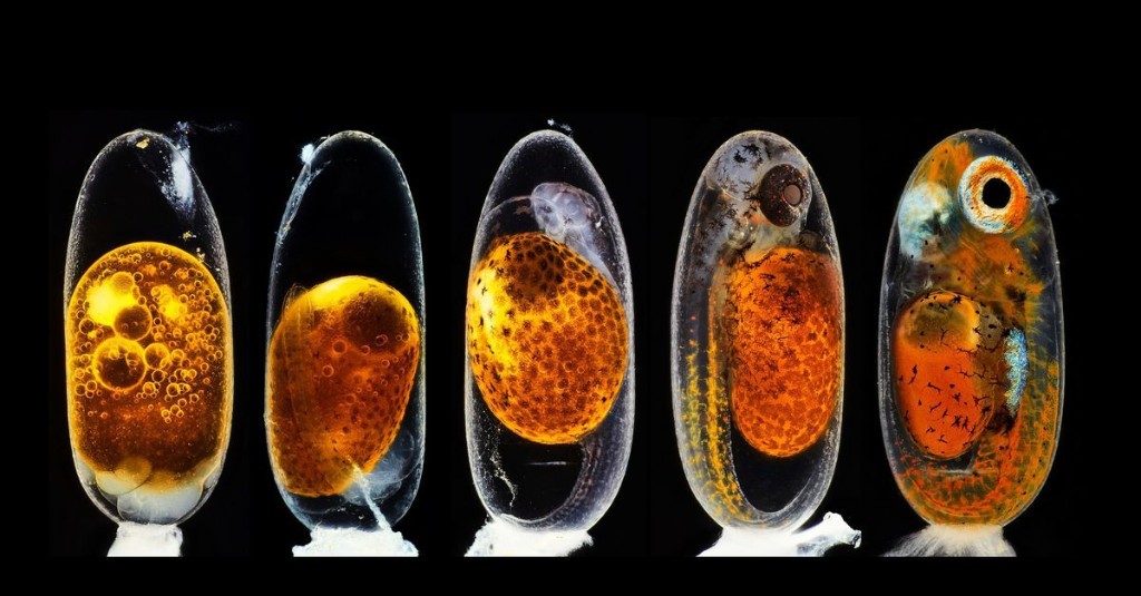 Can you guess the tiny objects in these zoomed-in photos?