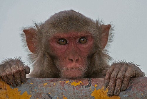 Monkeys Raised On Omega-3-Rich Diet Have Well-Structured Brains