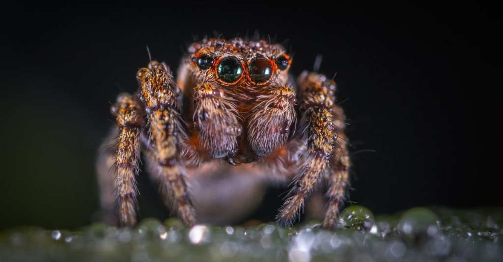 Your car is probably full of spiders