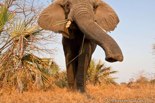 Debate Swells Over EU's Plan To Allow Some Ivory Trade