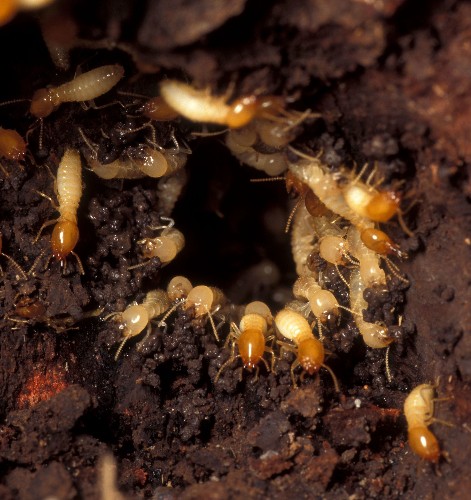 We Accidentally Created A Super Termite Hybrid In Florida