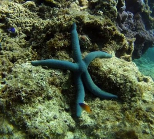 Starfish Can See!