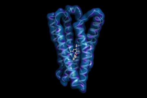 This Is The Molecule Responsible For Stress