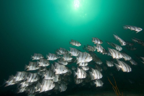Half Of The Ocean's Population Disappeared In The Past 45 Years