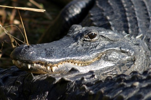 Dentists Study Alligators To Figure Out How Humans Could Regrow Teeth