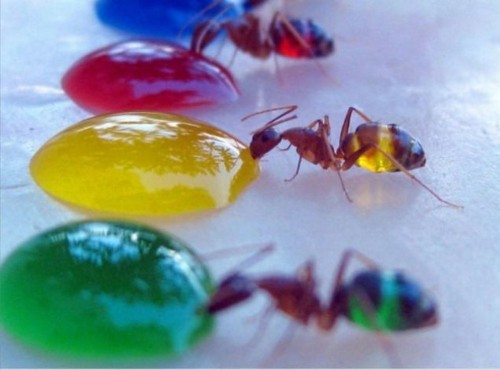Jelly Bean Ants And Other Amazing Images From This Week