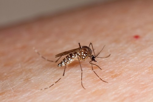 Three DIY Bug Traps That Actually Work