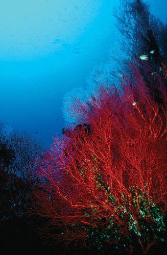 Why Some Coral Reefs Might Survive Climate Change