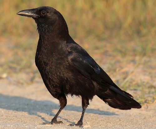 Drug-Resistant Germs Bred In Humans Show Up In Wild Animals