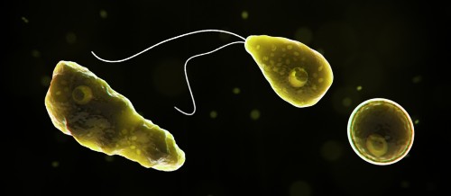 Brain-eating amoebas are spreading—and that’s just as bad as it sounds