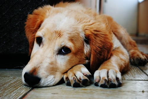 What to give your very good dog this holiday season