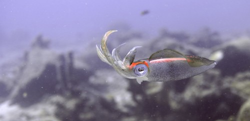 How Humans And Squid Evolved To Have The Same Eyes