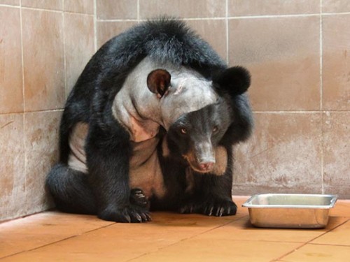 This Is The First Bear To Get Brain Surgery