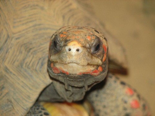 Tech-Savvy Tortoises Learn To Use Touchscreens