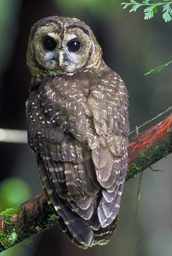Killing One Owl, To Save Another, Ruffles Feathers