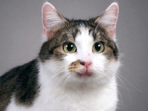 The 11 Most Important Cats Of Science