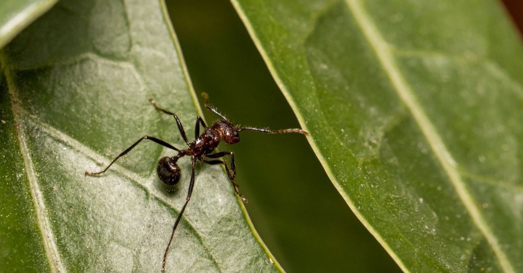 Why can some people smell ants? Answering a viral TikTok mystery.