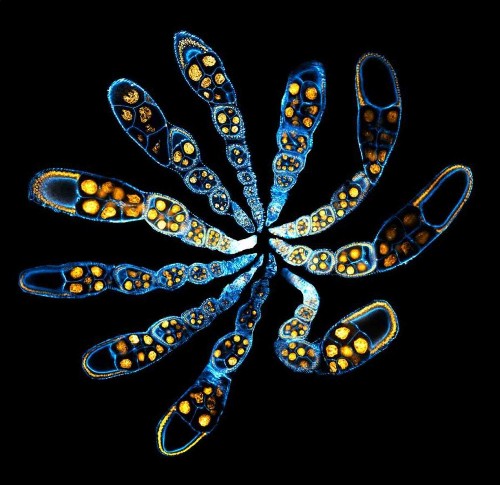 The Most Amazing Science And Technology Images Of The Year