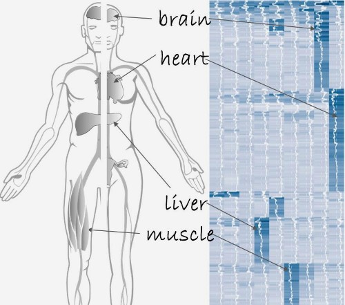 Out Today: The First Catalog Of All The Proteins In The Human Body