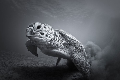 5 Awesome Photos Of Wild Animals In Action