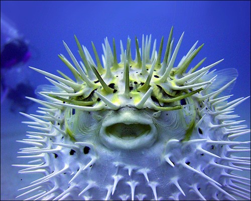 Humans May Evolve To Grow An Endless Supply Of Teeth