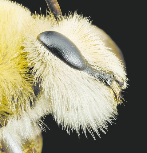 15 Bee-utiful Pictures Of Bees