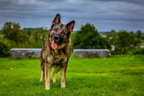 Scientists Hope To Extend Your Dog's Life With Anti-Aging Pill