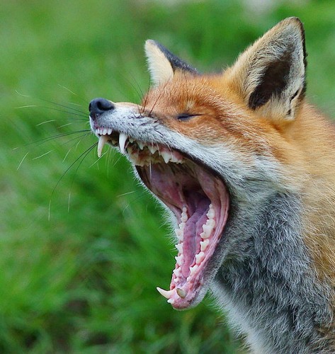 What Sound Does A Fox Really Make?