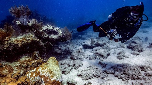 A mysterious disease is ravaging Florida's coral, and now it might be spreading elsewhere