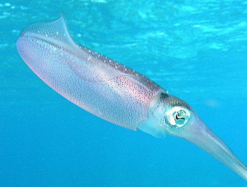Squid Protein Could Help Brains 'Talk' to Computers