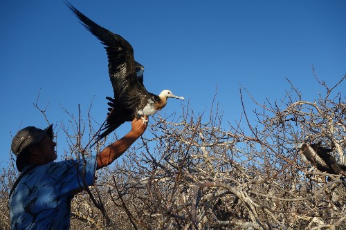 How Frigatebirds Stay In The Air For Months At A Time