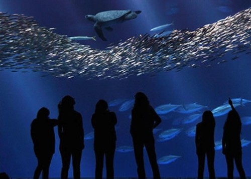 How To Conduct A Fish Census From Just A Glass Of Ocean Water