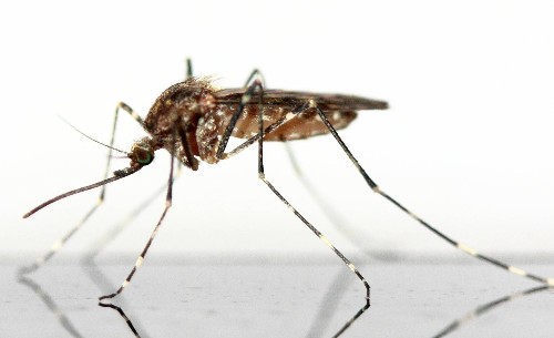Rising temperatures will help mosquitos infect a billion more people