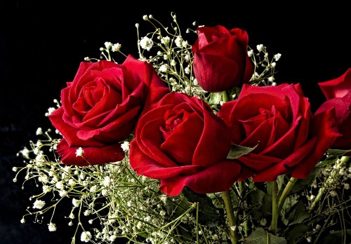 Scientists Create Electronic Circuits In Living Roses