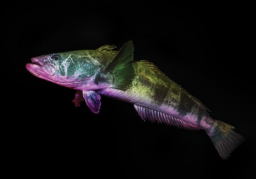 The Fish That Could Save Antarctica